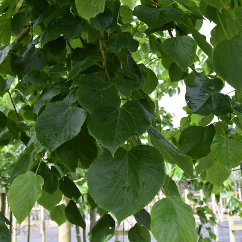 Tilia × euchlora 16-18 EHS